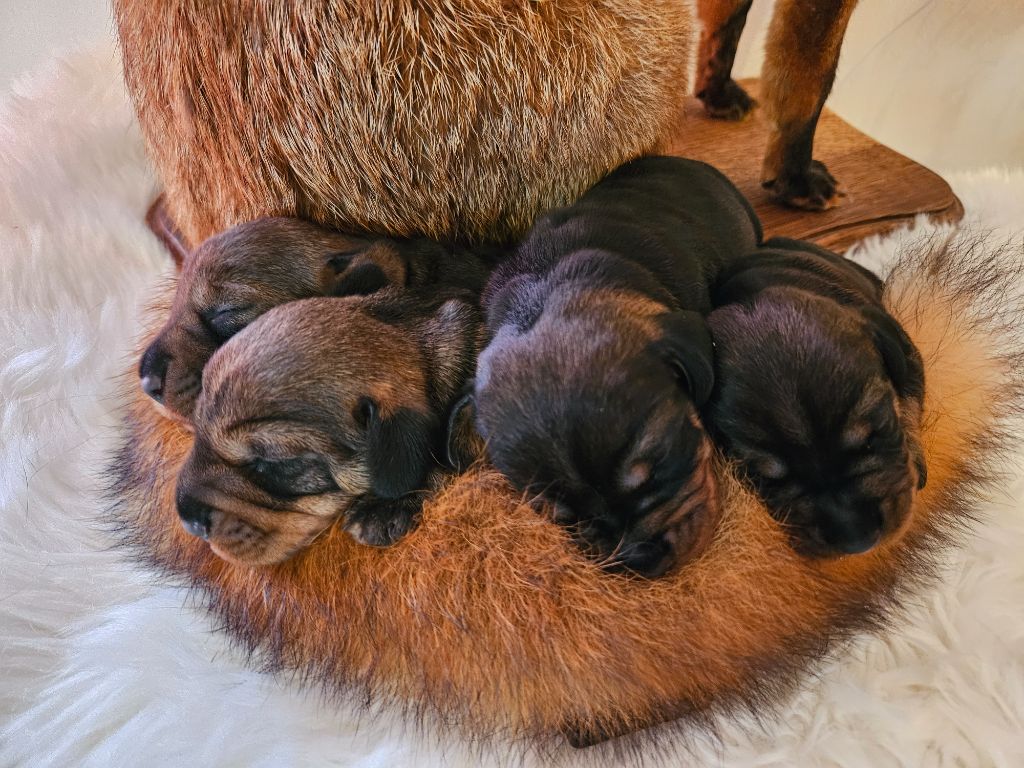 chiot Teckel poil dur Du Domaine De Val'bonnieure