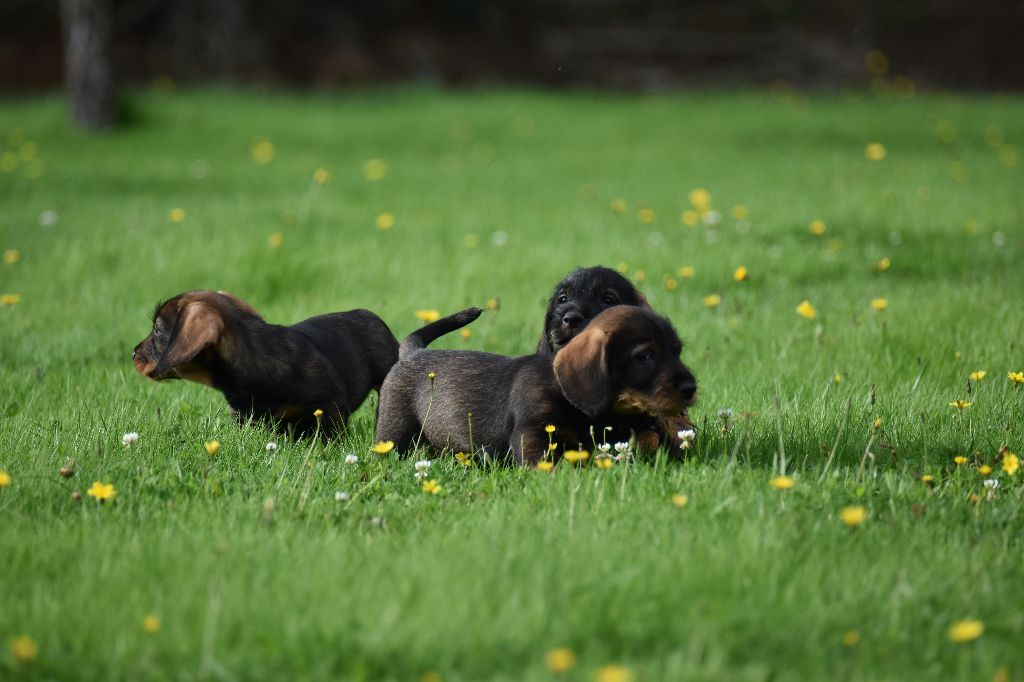 chiot Teckel poil dur Du Domaine De Val'bonnieure