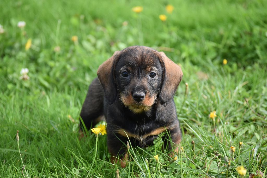 Du Domaine De Val'bonnieure - Chiot disponible  - Teckel poil dur