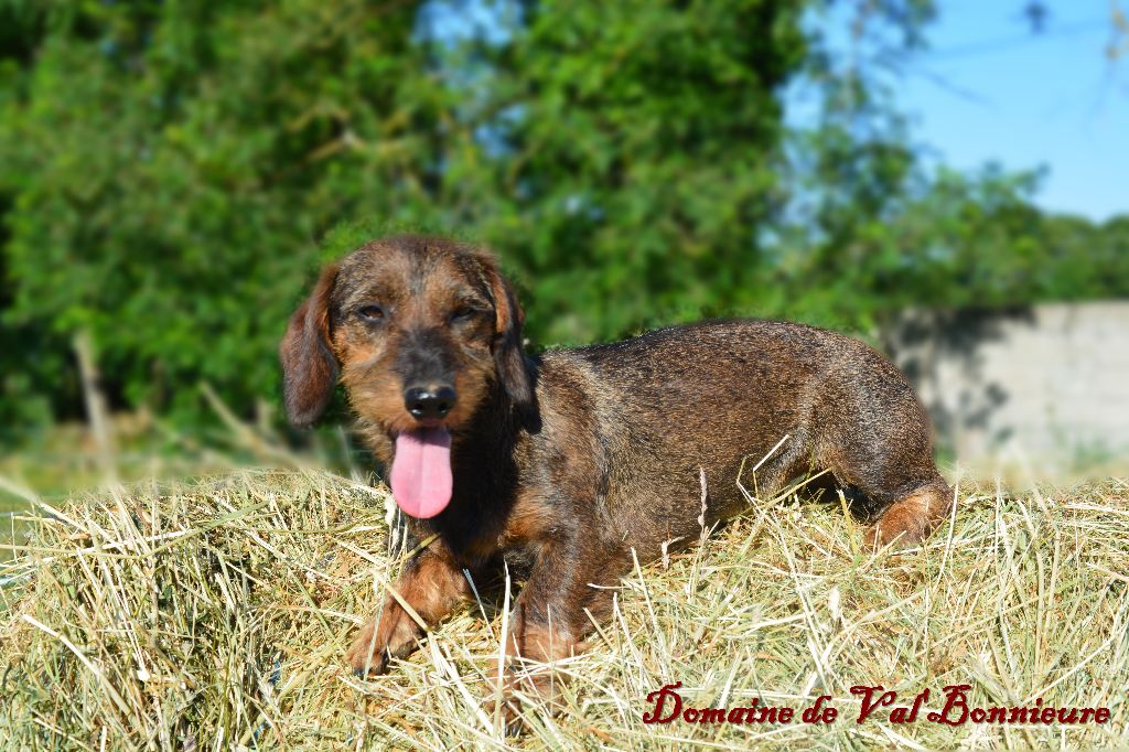 Ortie de la tour charlemagne