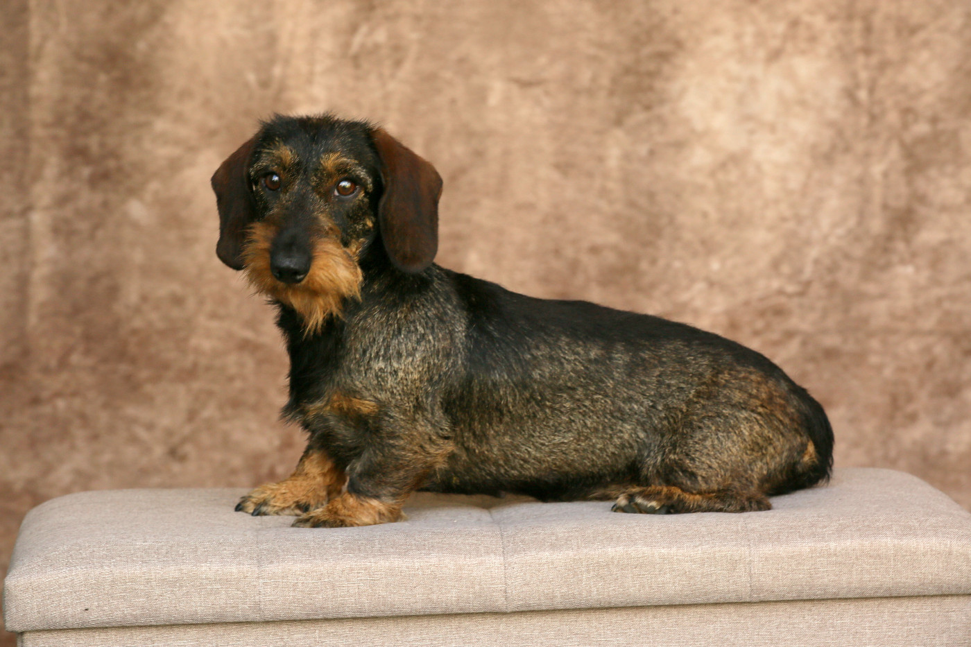 Taimyr Du Domaine De Val'bonnieure