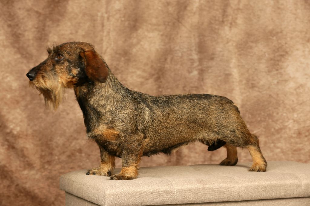 Syr-daria Du Domaine De Val'bonnieure