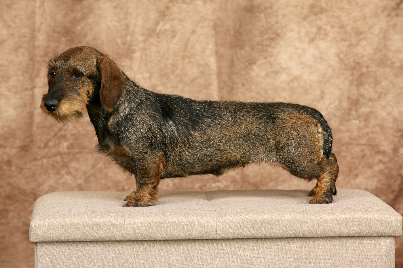 Tamara Du Domaine De Val'bonnieure