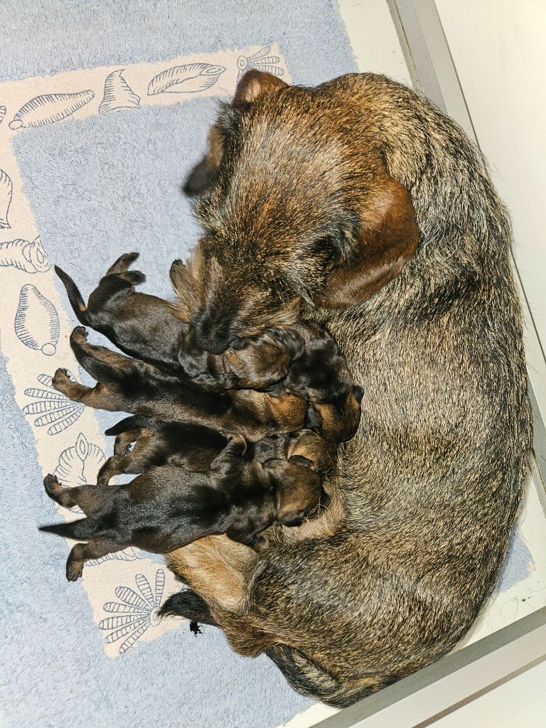 Du Domaine De Val'bonnieure - Teckel poil dur - Portée née le 02/11/2025