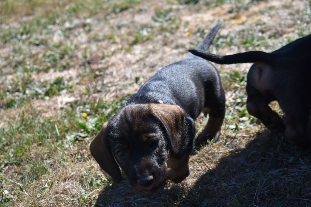 Du Domaine De Val'bonnieure - Chiots disponibles - Teckel poil dur