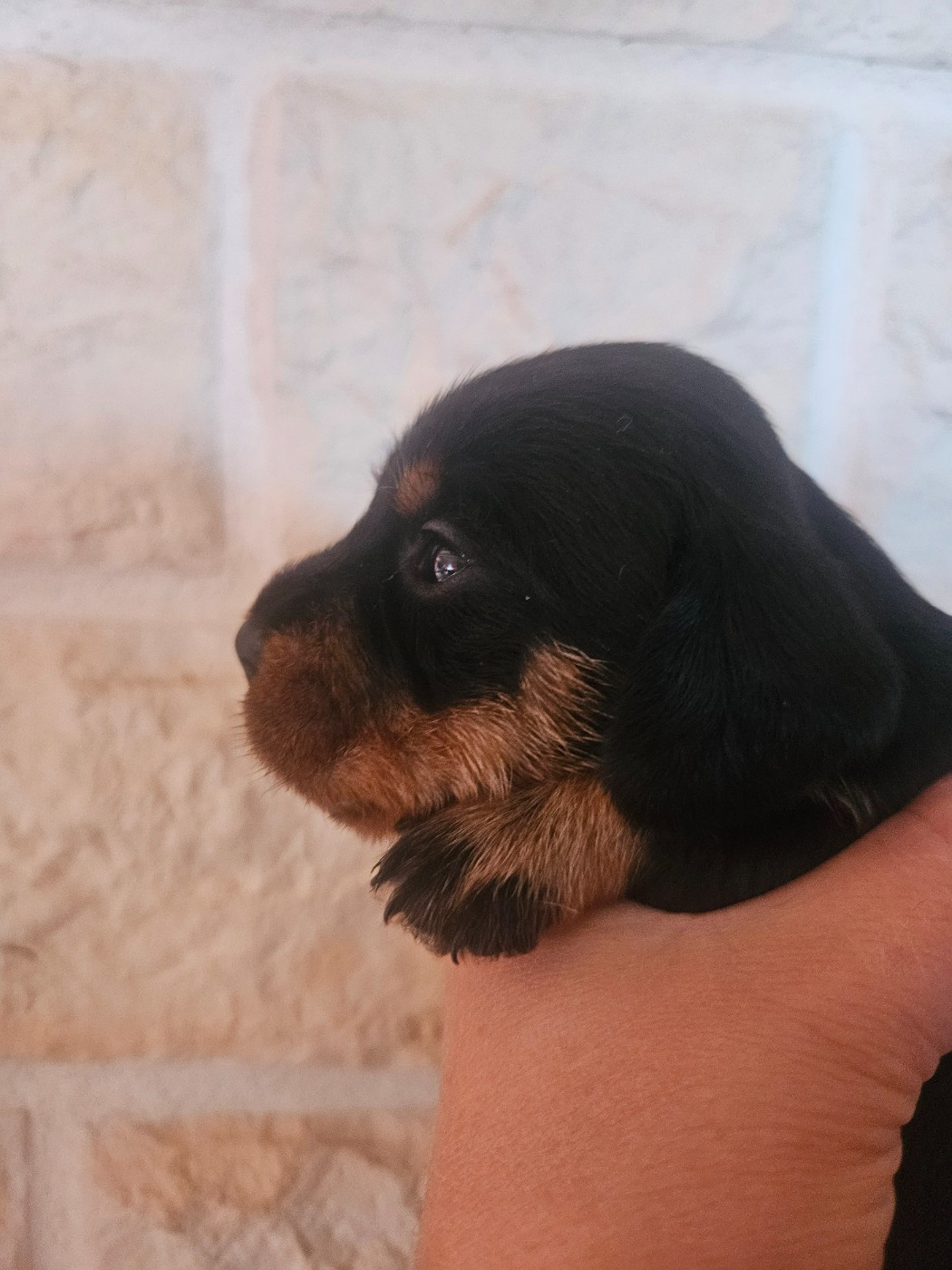 Chiot N°3
