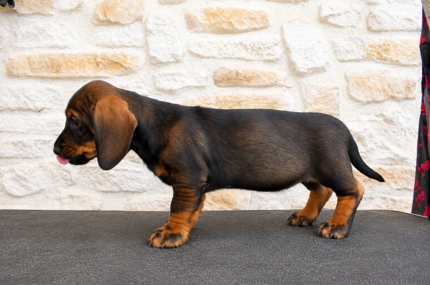 Du Domaine De Val'bonnieure - Chiots disponibles - Teckel poil dur