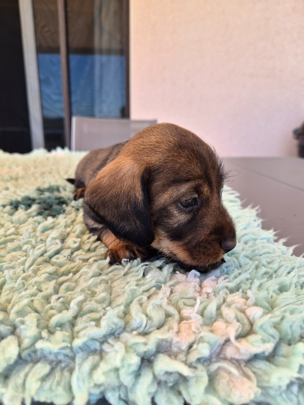 Du Domaine De Val'bonnieure - Chiots disponibles - Teckel poil dur