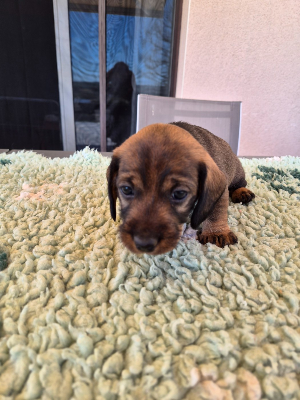Du Domaine De Val'bonnieure - Chiots disponibles - Teckel poil dur