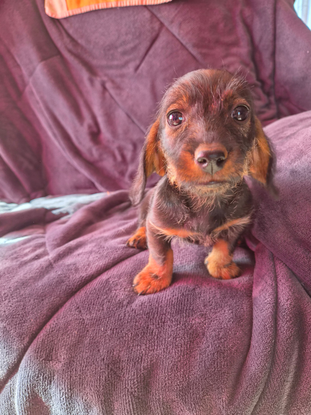 Du Domaine De Val'bonnieure - Chiots disponibles - Teckel poil dur