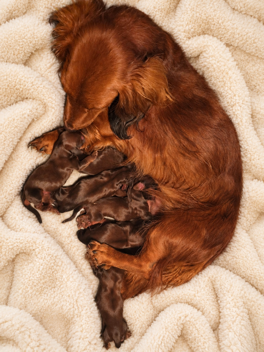 Chiot Teckel Du Domaine De Val'bonnieure