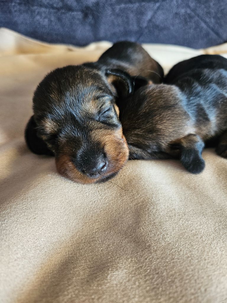 Du Domaine De Val'bonnieure - Chiots disponibles - Teckel poil dur