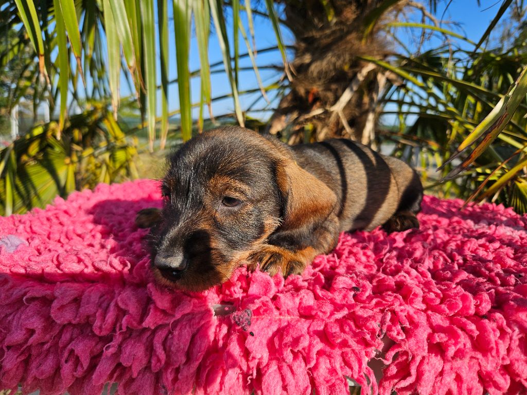 Du Domaine De Val'bonnieure - Chiots disponibles - Teckel poil dur