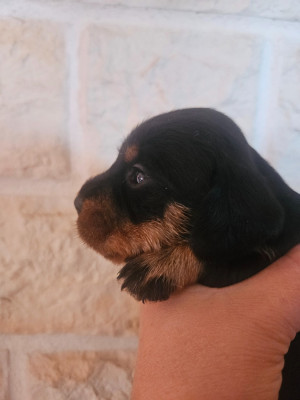 Chiot N°3