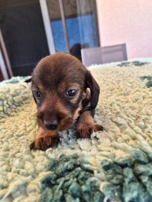 Chiot N°5