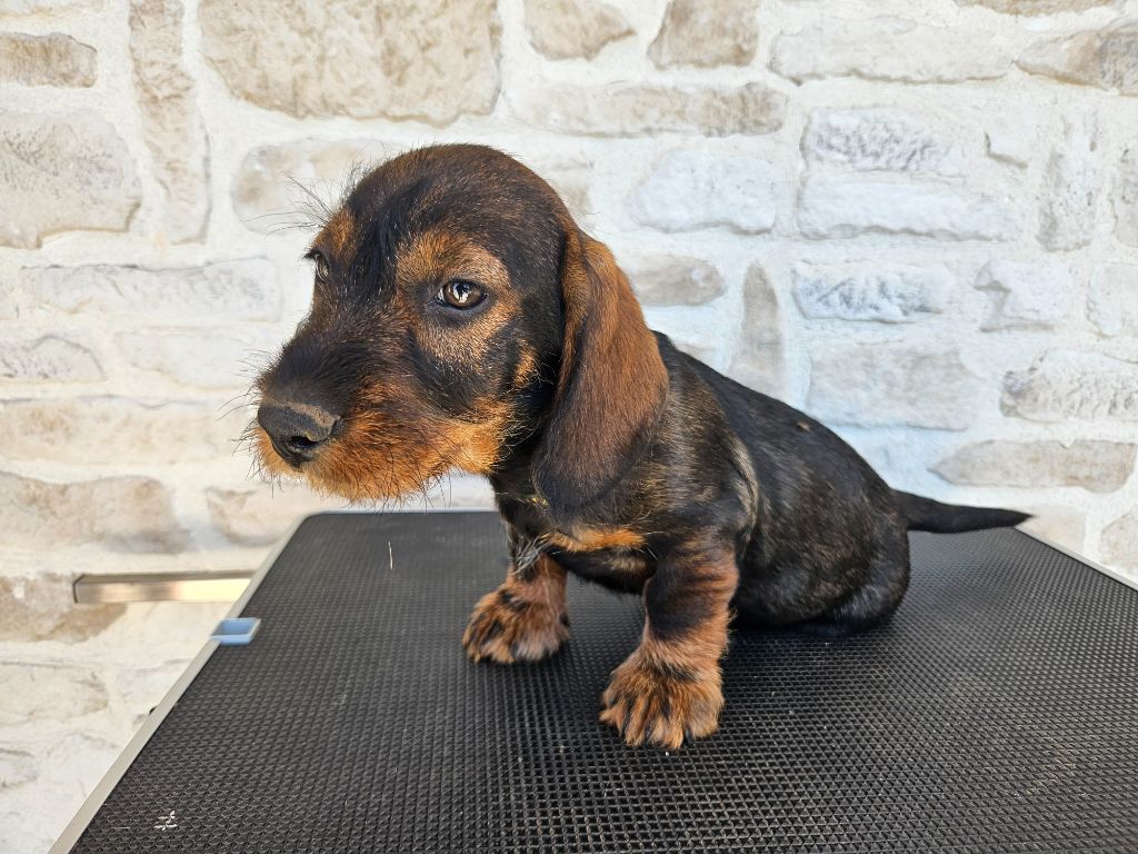 Du Domaine De Val'bonnieure - Chiots disponibles - Teckel poil dur