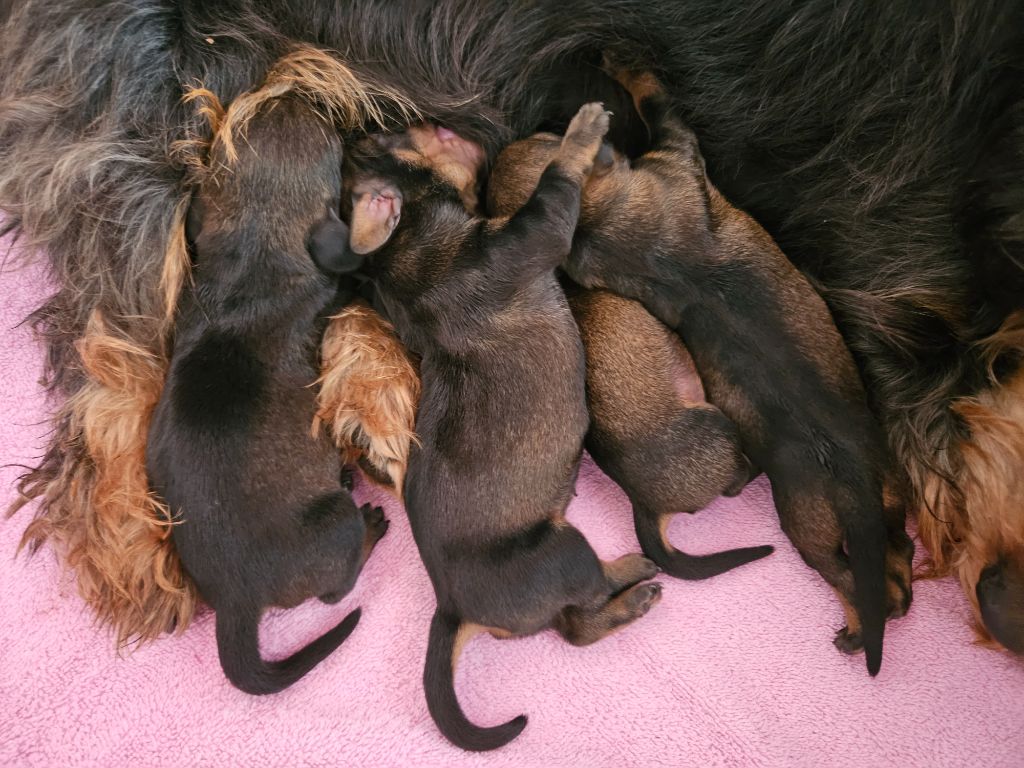 Chiot Teckel poil dur Du Domaine De Val'bonnieure