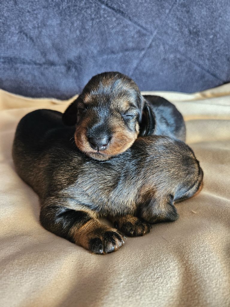Du Domaine De Val'bonnieure - Chiots disponibles - Teckel poil dur